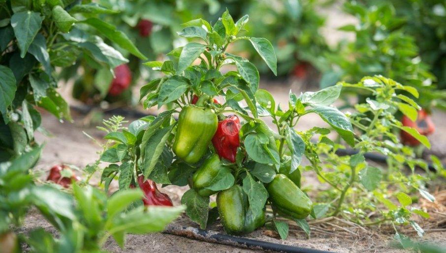 jedna-paprika-moze-da-rodi-i-40-plodova:-vecina-ljudi-pravi-istu-gresku jedna-paprika-moze-da-rodi-i-40-plodova:-vecina-ljudi-pravi-istu-gresku