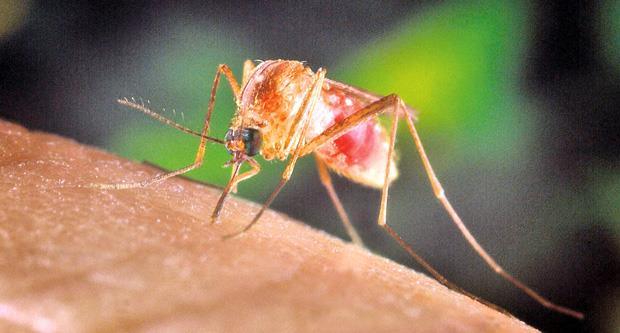 virus-zapadnog-nila-stigao-u-beograd!-zarazeni-komarac-pronaden-na-cukarici,-doktorka-otkrila-gde-vreba-najveci-rizik-i-kako-da-se-zastitite-od-uboda virus-zapadnog-nila-stigao-u-beograd!-zarazeni-komarac-pronaden-na-cukarici,-doktorka-otkrila-gde-vreba-najveci-rizik-i-kako-da-se-zastitite-od-uboda