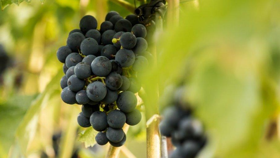 kvalitet-grozda-mogao-bi-biti-ugrozen:-vinogradi-u-srbiji-za-sada-odolevaju,-ali-–-postoji-velika-pretnja! kvalitet-grozda-mogao-bi-biti-ugrozen:-vinogradi-u-srbiji-za-sada-odolevaju,-ali-–-postoji-velika-pretnja!