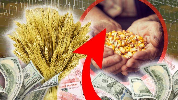 produktna-berza-u-novom-sadu:-pad-traznje-za-kukuruzom,-psenica-dominira-trgovanjem