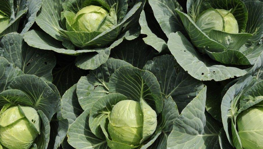 proizvodaci-iz-futoga-strahuju:-usporen-rast-kasnog-kupusa-i-formiranje-glavica-–-rod-mozda-ne-bude-spreman-do-jeseni! proizvodaci-iz-futoga-strahuju:-usporen-rast-kasnog-kupusa-i-formiranje-glavica-–-rod-mozda-ne-bude-spreman-do-jeseni!