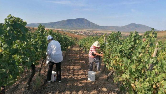 zega-i-vruc-vetar-obrali-vinograde:-u-vrsackom-vinogorju-pozurili-sa-berbom-ranih-sorti,-da-ih-temperature-ne-bi-jos-vise-sprzile
