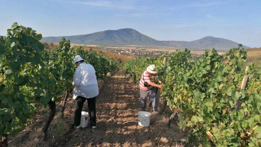 zega-i-vruc-vetar-obrali-vinograde:-u-vrsackom-vinogorju-pozurili-sa-berbom-ranih-sorti,-da-ih-temperature-ne-bi-jos-vise-sprzile zega-i-vruc-vetar-obrali-vinograde:-u-vrsackom-vinogorju-pozurili-sa-berbom-ranih-sorti,-da-ih-temperature-ne-bi-jos-vise-sprzile