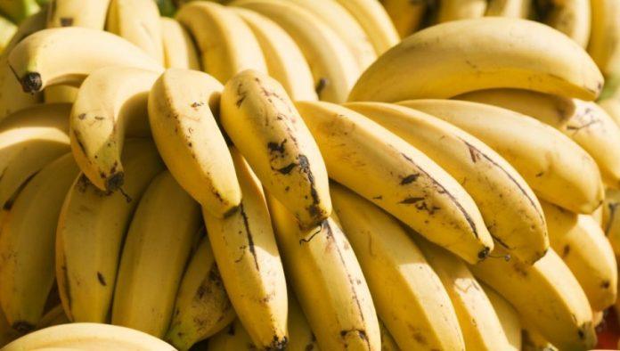 sav-rod-prodaju-unapred:-porodica-iz-podravine-gaji-indijanske-banane,-kilogram-7,8-evra