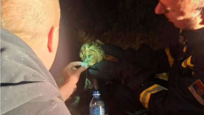 (video)-neznost-u-paklu-vatrene-stihije:-ovo-je-najdirljiviji-prizor-iz-pepela-deliblatske-pescare,-najezicete-se
