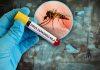 OPASAN VIRUS SE PROŠIRIO U 10 ZEMALJA EVROPE, MEĐU NJIMA I SRBIJA! U težim slučajevima može da dospe u mozak i izazove KOMU, vakcine NE POSTOJE opasan-virus-se-prosirio-u-10-zemalja-evrope,-medu-njima-i-srbija!-u-tezim-slucajevima-moze-da-dospe-u-mozak-i-izazove-komu,-vakcine-ne-postoje