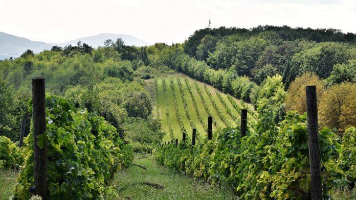 preminuo-vitorio-freskobaldi,-jedan-od-velikana-italijanske-vinske-industrije