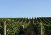 Berba grožđa ove godine počela ranije: Evo kako će to uticati na kvalitet vina berba-grozda-ove-godine-pocela-ranije:-evo-kako-ce-to-uticati-na-kvalitet-vina