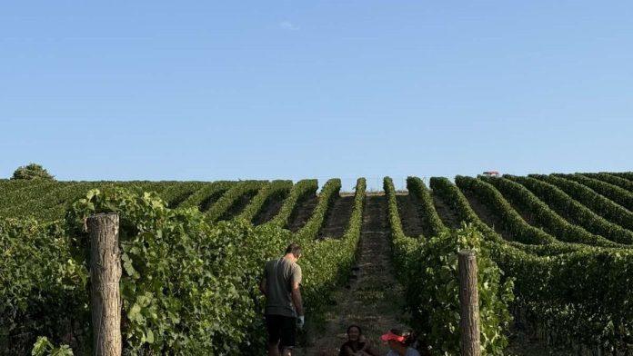 berba-grozda-ove-godine-pocela-ranije:-evo-kako-ce-to-uticati-na-kvalitet-vina