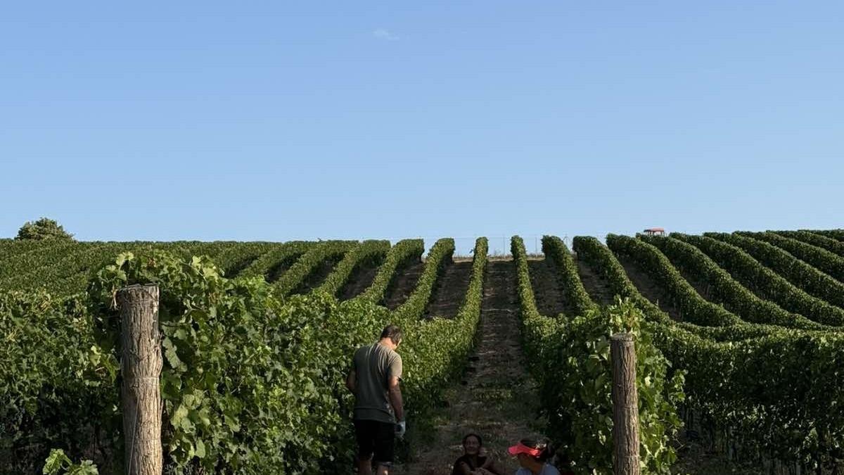 berba-grozda-ove-godine-pocela-ranije:-evo-kako-ce-to-uticati-na-kvalitet-vina berba-grozda-ove-godine-pocela-ranije:-evo-kako-ce-to-uticati-na-kvalitet-vina