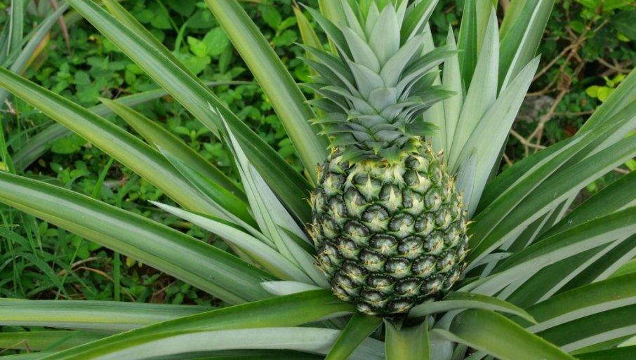 kako-se-sadi-ananas?-evo-koji-je-najsigurniji-i-najlaksi-nacin-da-ga-uzgajate kako-se-sadi-ananas?-evo-koji-je-najsigurniji-i-najlaksi-nacin-da-ga-uzgajate