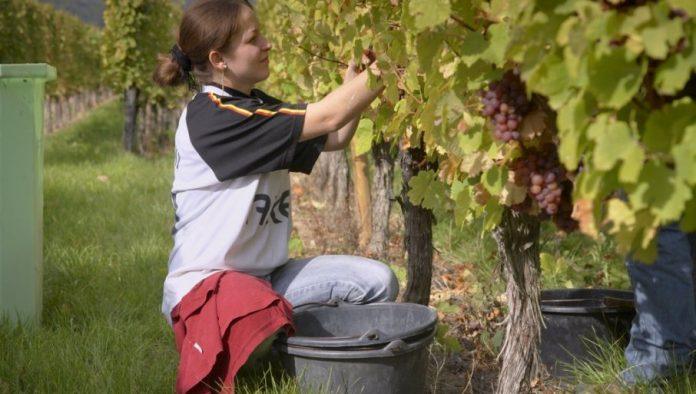 sve-teze-pronaci-radnike:-poljoprivreda-trpi,-uprkos-dnevnicama-i-prijavama,-a-evo-u-cemu-je-problem