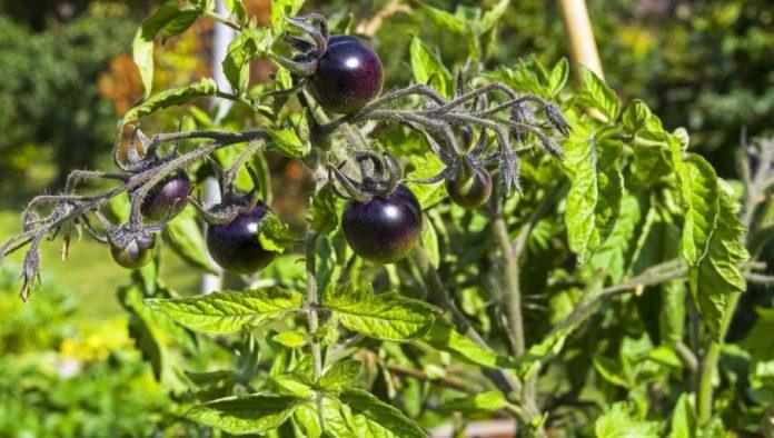 otporne-sorte-paradajza:-zuta-kruskica-i-crni-ceri-dobro-podnose-susu