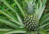 KAKO SE SADI ANANAS? Evo koji je najsigurniji i najlakši način da ga uzgajate kako-se-sadi-ananas?-evo-koji-je-najsigurniji-i-najlaksi-nacin-da-ga-uzgajate