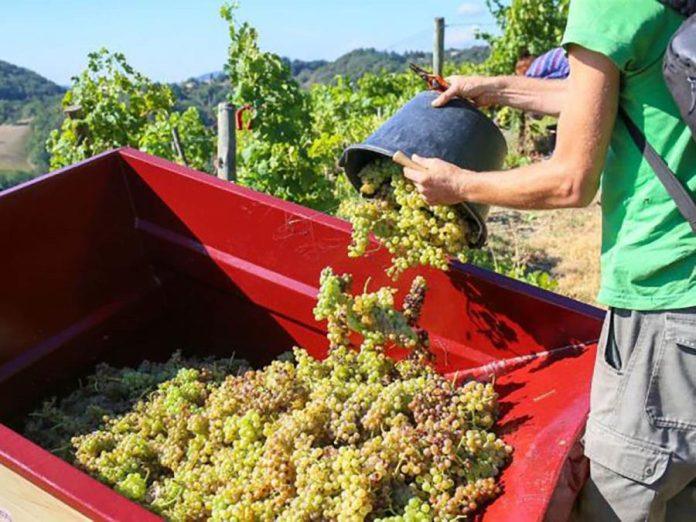 srpsko-grozde-poranilo-2-nedelje!-vreline-i-susa-ubrzale-berbu,-a-vinogradari-trljaju-ruke-zbog-jednog-detalja