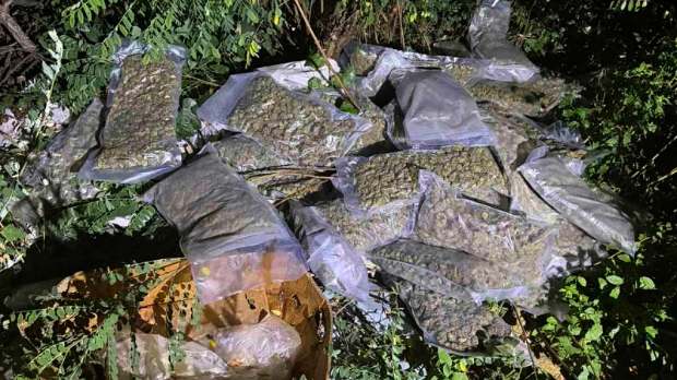 На-дивљој-депонији-код-Обреновца-30-килограма-марихуане-–-трага-се-за-власником-дроге На-дивљој-депонији-код-Обреновца-30-килограма-марихуане-–-трага-се-за-власником-дроге