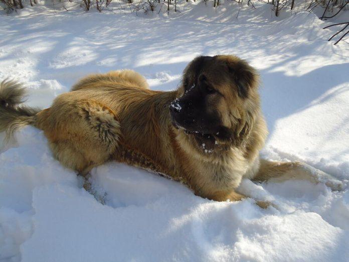 ceo-komsiluk-tuguje-u-vranju!-uginula-buba,-omiljeni-kavkaski-ovcar-od-70-kilograma:-deca-ne-prestaju-da-placu-za-neznom-grdosijom!-(foto)