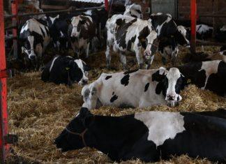 NOVA PRAVILA EU NA SNAZI, A SRBIJA SPREMNA: Evo šta to znači za srpsko meso, mleko i druge proizvode nova-pravila-eu-na-snazi,-a-srbija-spremna:-evo-sta-to-znaci-za-srpsko-meso,-mleko-i-druge-proizvode