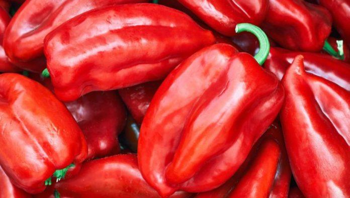 paprika-spasena-od-paklene-zege,-ali-stigao-novi-udar:-ajvarusa-rodila-odlicno,-otkupna-cena-pravi-problem