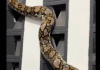 Piton dug 4,5 metara izazvao paniku u komšiluku! Uvukao se u kuću, pa se zaglavio: Snimak njegovog izvlačenja izaziva JEZU (VIDEO) piton-dug-4,5-metara-izazvao-paniku-u-komsiluku!-uvukao-se-u-kucu,-pa-se-zaglavio:-snimak-njegovog-izvlacenja-izaziva-jezu-(video)