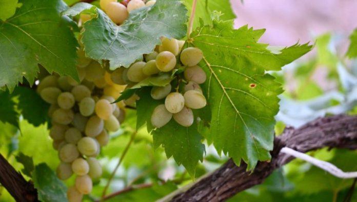 prednosti-i-mane-jesenje-sadnje-vinove-loze:-ovo-morate-da-znate-kako-biste-imali-sta-da-uberete