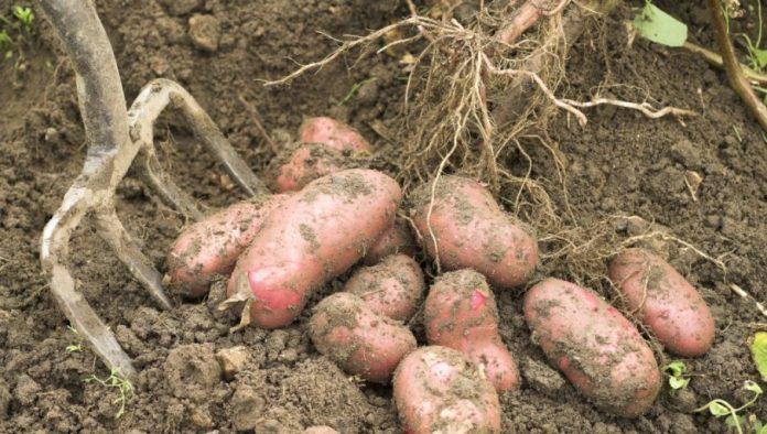 krompir-pravi-problem:-evropi-preti-nestasica-krompira,-cena-skocila-sa-30-na-250-evra,-sta-ceka-srbiju