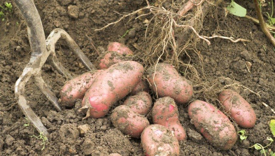 krompir-pravi-problem:-evropi-preti-nestasica-krompira,-cena-skocila-sa-30-na-250-evra,-sta-ceka-srbiju krompir-pravi-problem:-evropi-preti-nestasica-krompira,-cena-skocila-sa-30-na-250-evra,-sta-ceka-srbiju