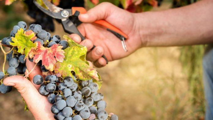 drzava-uz-vinogradare-glamocic-porucio:-“vazno-je-da-drzava-bude-partner-onima-koji-zele-da-rade,-ulazu-i-razvijaju-svoju-proizvodnju”