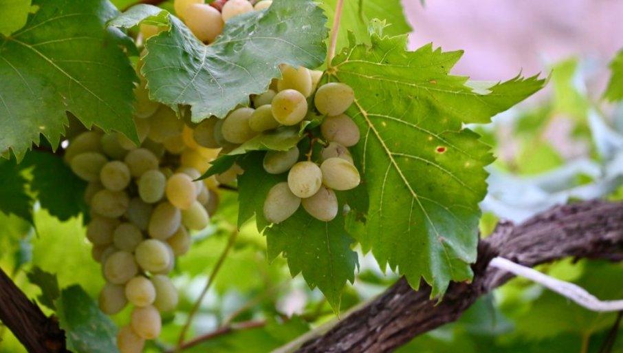 prednosti-i-mane-jesenje-sadnje-vinove-loze:-ovo-morate-da-znate-kako-biste-imali-sta-da-uberete prednosti-i-mane-jesenje-sadnje-vinove-loze:-ovo-morate-da-znate-kako-biste-imali-sta-da-uberete