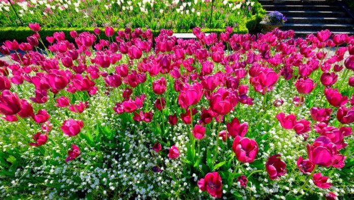 ko-zasadi-ovo-cvece,-moze-lepo-da-se-“opari”:-jedan-cvet-ide-cak-do-100-dinara!