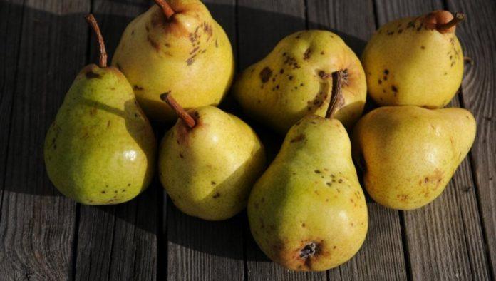 kruska-ove-godine-podbacila:-viljamovke-manje,-a-deo-roda-zavrsava-u-rakiji