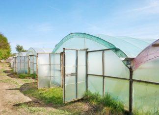 TRIK ISKUSNIH BAŠTOVANA: Stavite ovo u plastenik pre prvih mrazeva i u proleće će zemlja biti rastresita trik-iskusnih-bastovana:-stavite-ovo-u-plastenik-pre-prvih-mrazeva-i-u-prolece-ce-zemlja-biti-rastresita