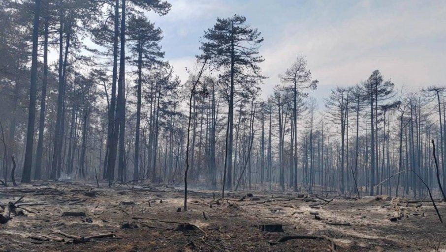 iz-ugljenisanog-korenja-izbijaju-mladice-hrasta:-reporter-“novosti”-u-deliblatskoj-pescari-(foto) iz-ugljenisanog-korenja-izbijaju-mladice-hrasta:-reporter-“novosti”-u-deliblatskoj-pescari-(foto)