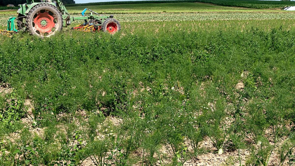 “traktor-mi-najvise-zaraduje-kada-stoji-u-garazi”:-dario-napustio-psenicu-i-kukuruz,-sada-od-ove-biljke-zaraduje-i-do-tri-puta-vise “traktor-mi-najvise-zaraduje-kada-stoji-u-garazi”:-dario-napustio-psenicu-i-kukuruz,-sada-od-ove-biljke-zaraduje-i-do-tri-puta-vise