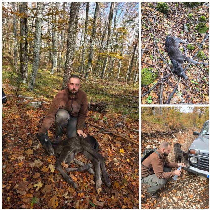 bilo-je-osudeno-na-smrt-na-suvoj-planini,-a-onda-se-pojavio-ivan:-“nismo-mogli-da-ga-ostavimo,-ako-ne-nademo-vlasnika-–-uzimam-ga-ja!” bilo-je-osudeno-na-smrt-na-suvoj-planini,-a-onda-se-pojavio-ivan:-“nismo-mogli-da-ga-ostavimo,-ako-ne-nademo-vlasnika-–-uzimam-ga-ja!”