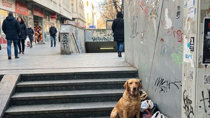 (foto)-hitna-je-odvezla-beskucnika,-njegov-pas-ostao-je-da-ga-ceka…-novosadanka-je-objavila-fotografiju,-a-onda-je-otkrivena-potresna-prica-o-sasi-i-koko,-nerazdvojnom-dvojcu-sa-ulice