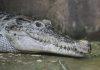 TRAGEDIJA NA FLORIDI: Aligator od 4 metra napao pecaroša na obali i usmrtio ga tragedija-na-floridi:-aligator-od-4-metra-napao-pecarosa-na-obali-i-usmrtio-ga