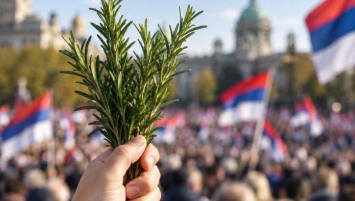 zasto-se-“ruzmarin”-ori-na-skupovima?-pesma-merime-njegomir-posle-33-godine-dobila-novo-znacenje