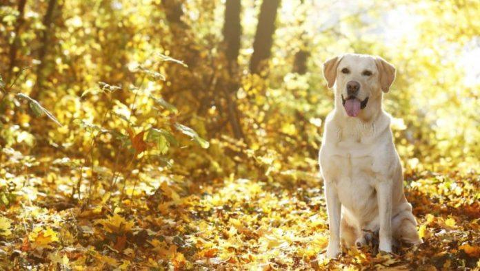 poslednji-lep-vikend-ove-godine:-od-nedelje-polako-stize-pravo-jesenje-vreme,-ozbiljnije-zahladenje-pocetkom-novembra